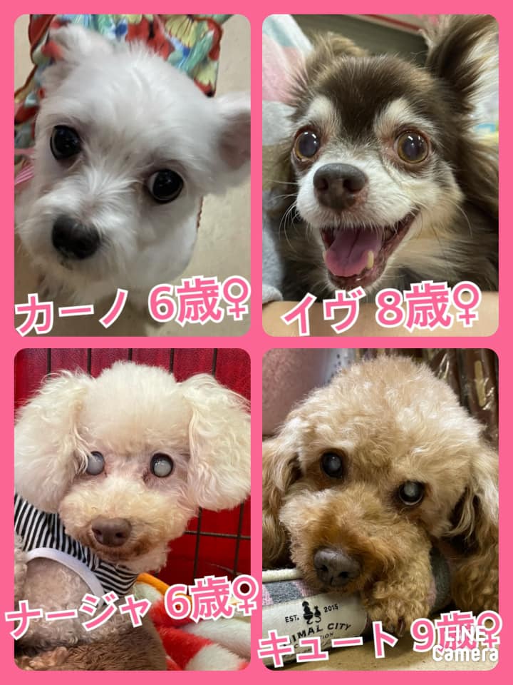 🐾今日の里親様募集中ワンコ🐶メンバーです🐾2021,5,3